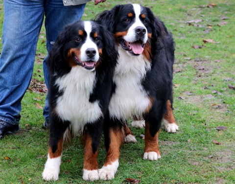 Two bernease mountain dogs standing side by side
