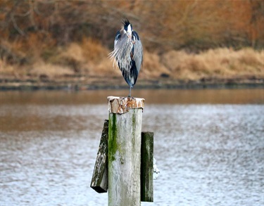 A bird on a piling at Juanita Bay Park