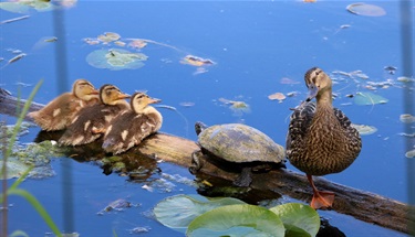 Ducklings and a turtle at Juanita Bay Park