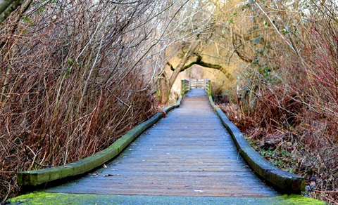 Bridge path through the trees at park