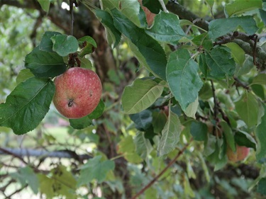 McAuliffe-Park-apple-tree-800x600.jpg