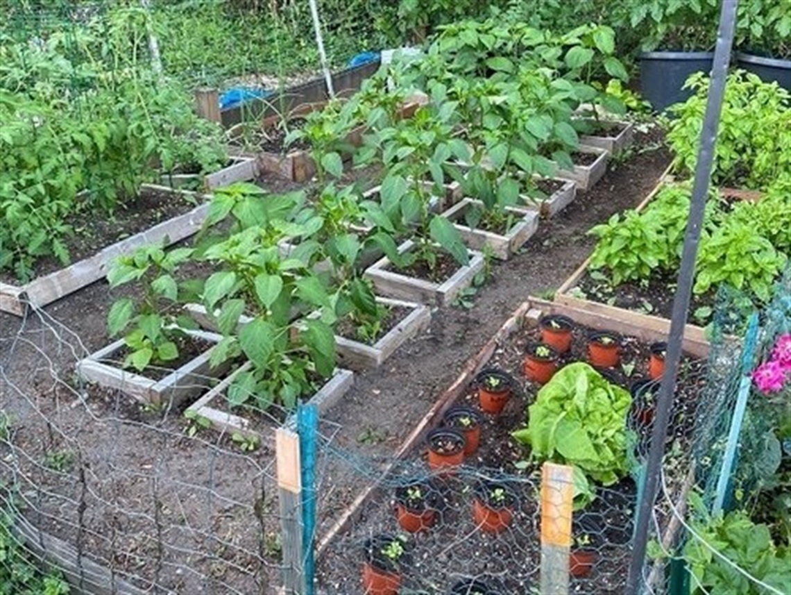 A garden plot of Ohde Avenue with an array of produce.