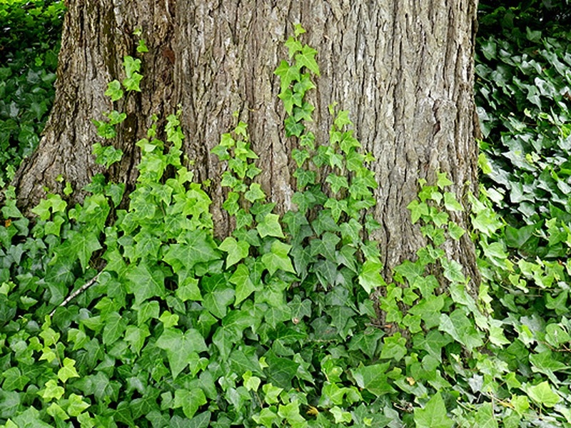 english_ivy.jpg