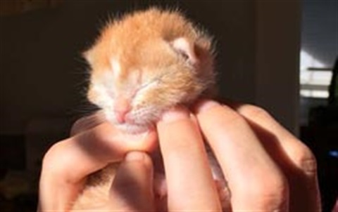 as-kitten-adoption.jpg