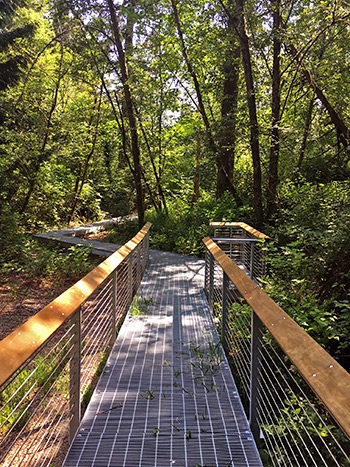 metal boardwalk at Edith Moulton Park through a dappled forest