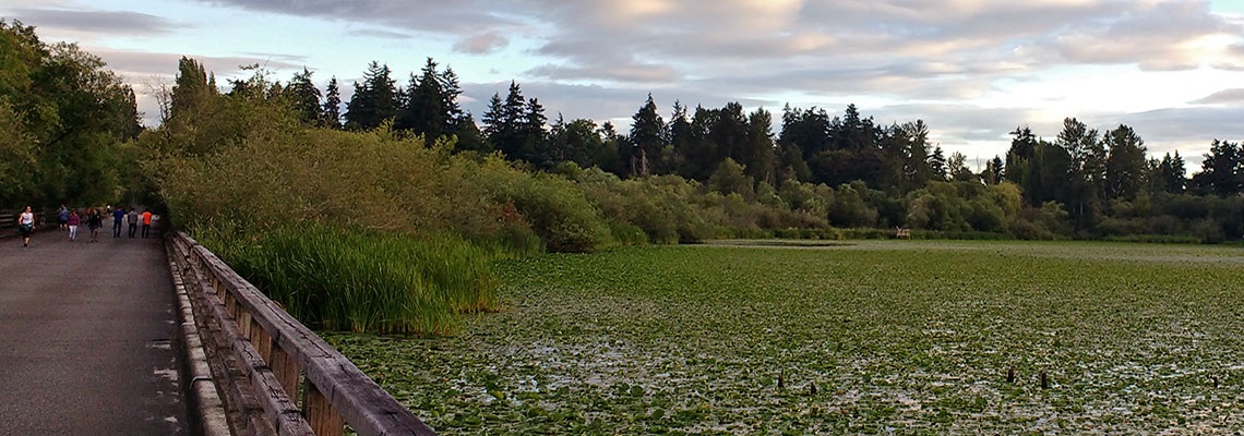 Juanita Bay Park boardwalk looking south at sunset with waterlillies covering the bay
