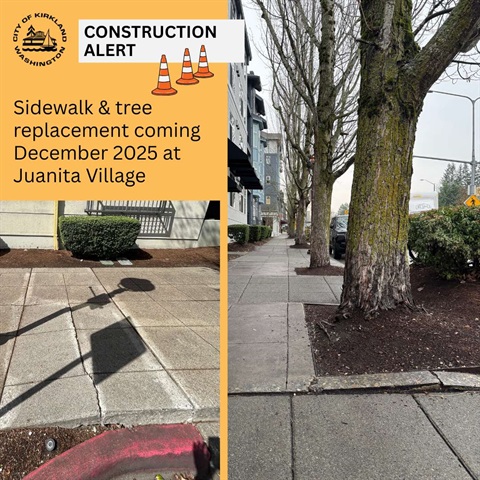 Juanita Sidewalk and Trees being replaced Nov 2025 