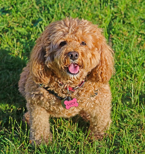 popup dog park image