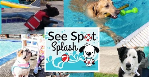 see spot splash graphic with four image collage.jpg