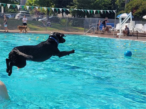 see spot splash 2022 dog jumping in pool smaller.png