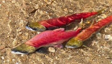 red salmon.jpg