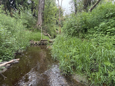 Juanita Creek