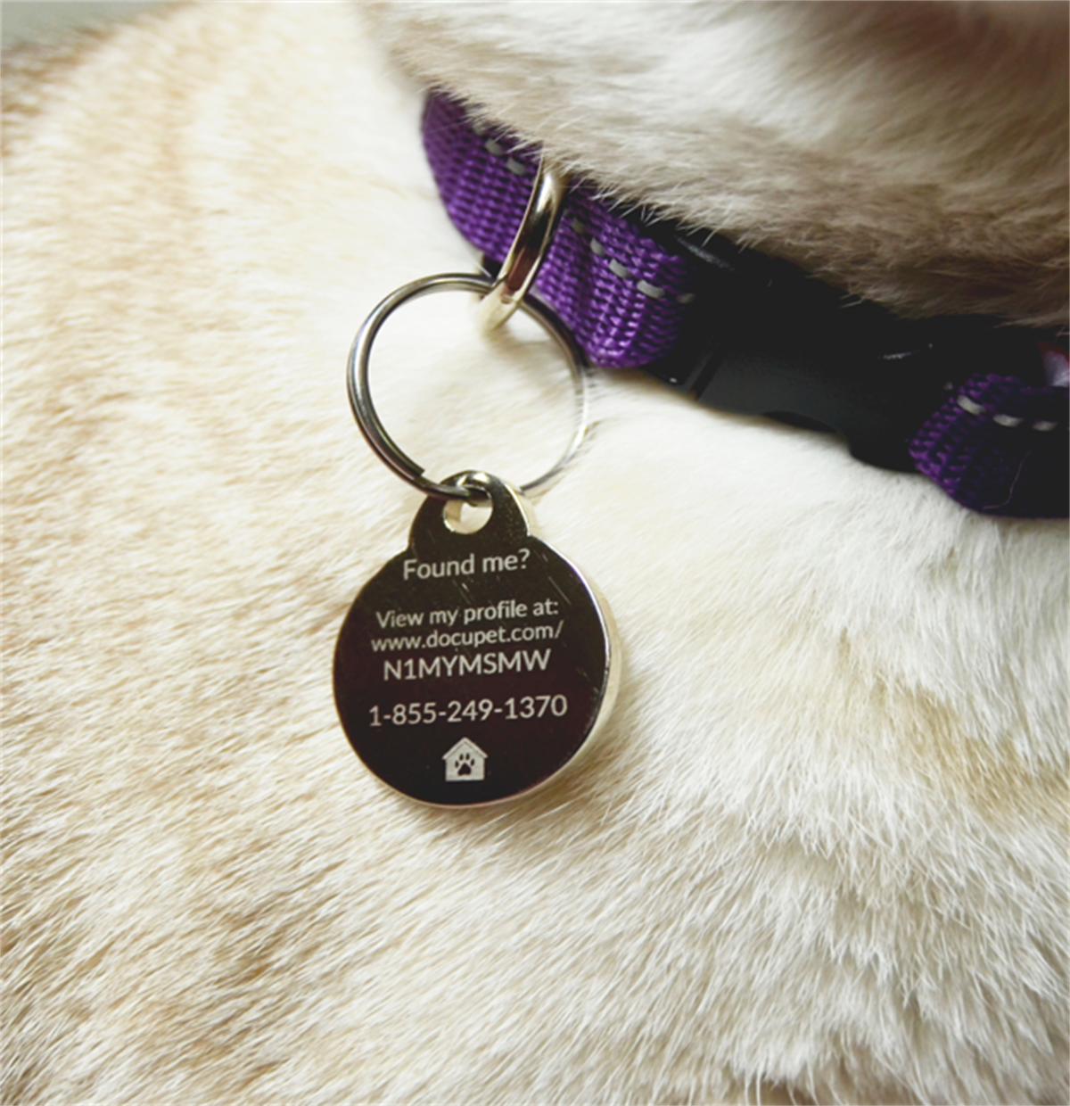 Pet Licensing Gets a Paw-sitive Upgrade – City of Kirkland