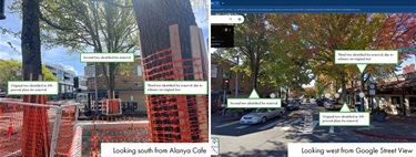Photos showing three Sweetgum trees that will be removed on April 26, 2024.