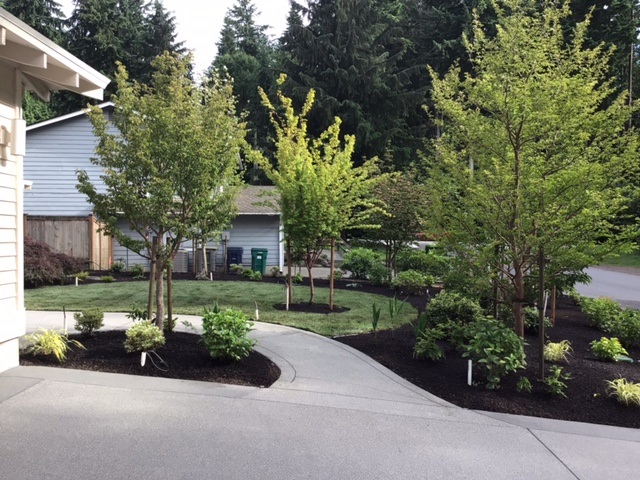Three large trees that have just been planted in a well-landscaped front yard. 