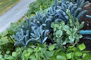 Community garden plot with kale