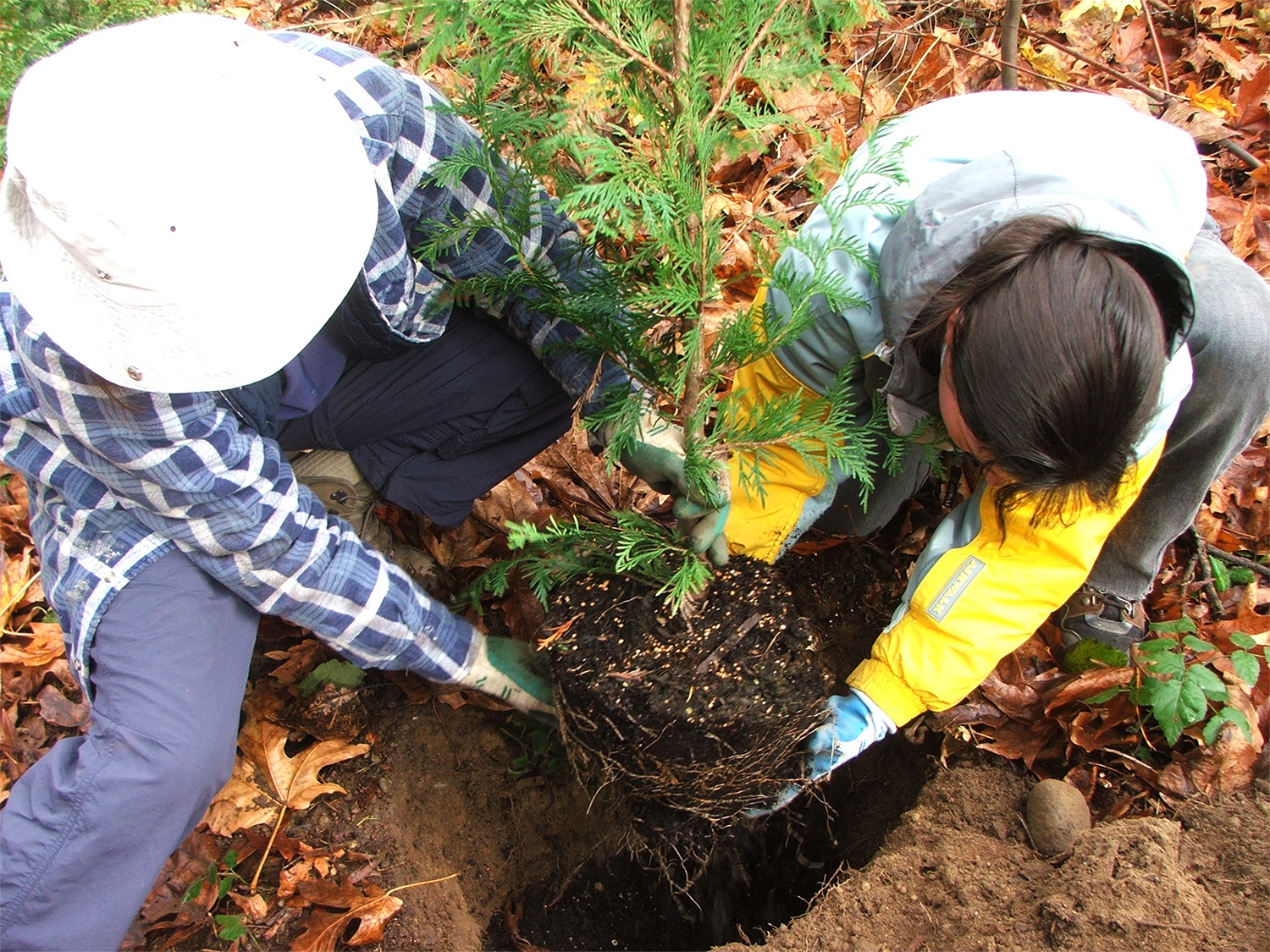 planting Western Red Cedar_Green Kirkland Partnership.jpg