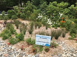 Residential Rain Garden
